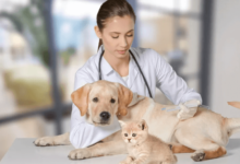 Veterinary Services for Comprehensive Pet Care