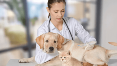 Veterinary Services for Comprehensive Pet Care