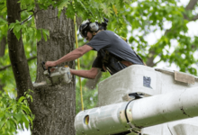 Tree Removal Services for Safe and Effective Tree Management