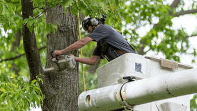 Tree Removal Services for Safe and Effective Tree Management