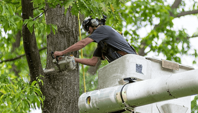 Tree Removal Services for Safe and Effective Tree Management