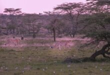 quantum rift stellar apex